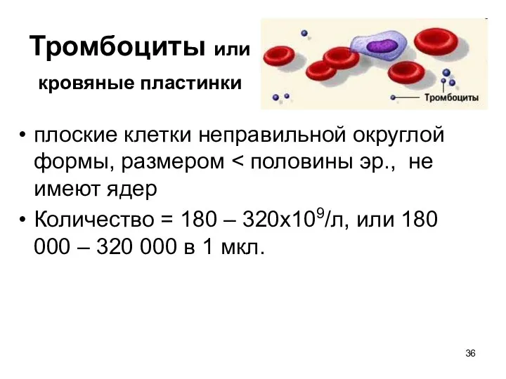 Тромбоциты или кровяные пластинки плоские клетки неправильной округлой формы, размером Количество