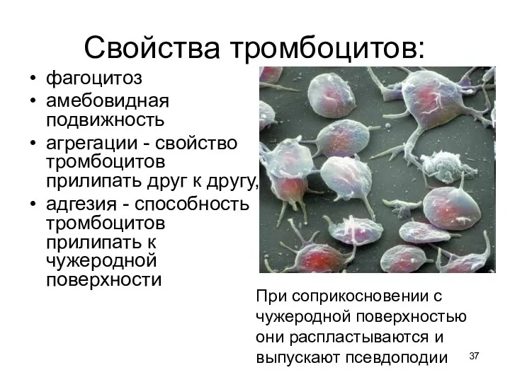 Свойства тромбоцитов: фагоцитоз амебовидная подвижность агрегации - свойство тромбоцитов прилипать друг