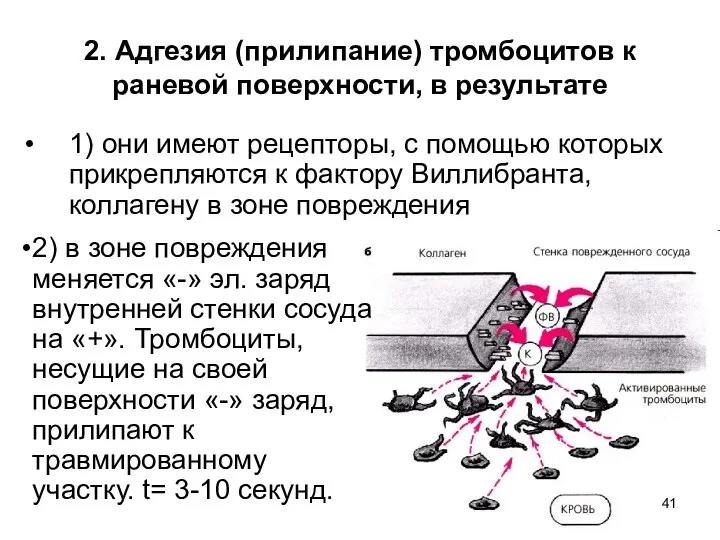 2. Адгезия (прилипание) тромбоцитов к раневой поверхности, в результате 1) они