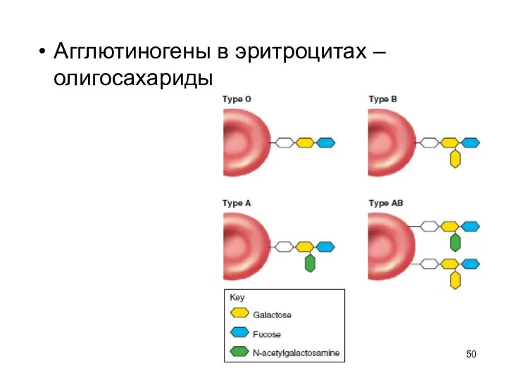 Агглютиногены в эритроцитах – олигосахариды