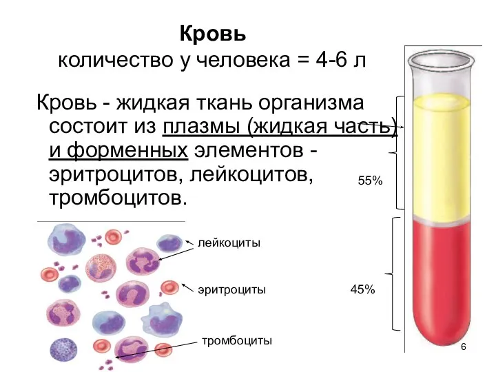 Кровь количество у человека = 4-6 л Кровь - жидкая ткань