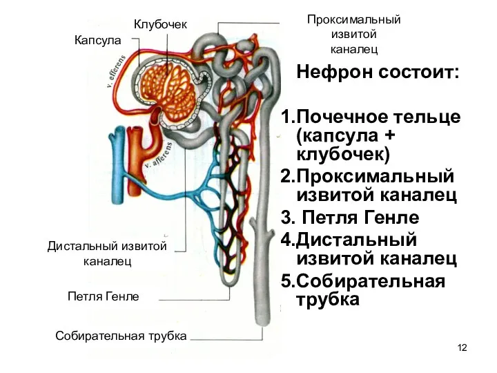 Нефрон состоит: Почечное тельце (капсула + клубочек) Проксимальный извитой каналец Петля