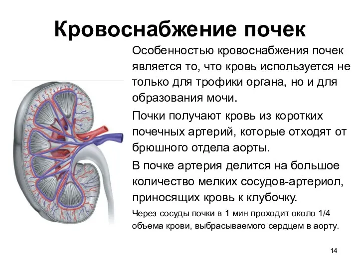 Особенностью кровоснабжения почек является то, что кровь используется не только для