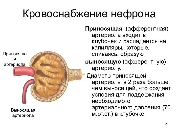 Кровоснабжение нефрона Приносящая (афферентная) артериола входит в клубочек и распадается на