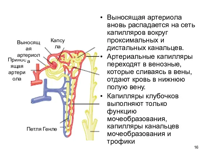 Выносящая артериола вновь распадается на сеть капилляров вокруг проксимальных и дистальных