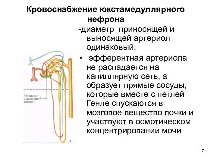 Кровоснабжение юкстамедуллярного нефрона -диаметр приносящей и выносящей артериол одинаковый, эфферентная артериола