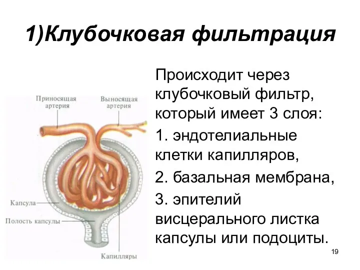 1)Клубочковая фильтрация Происходит через клубочковый фильтр, который имеет 3 слоя: 1.