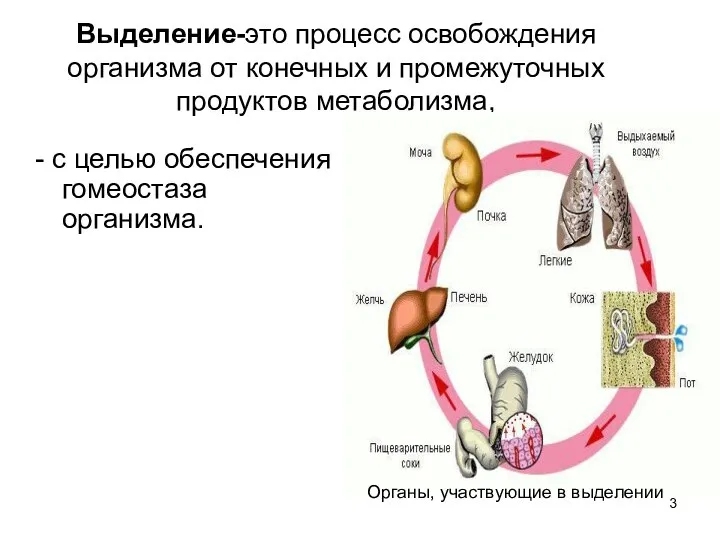 Выделение-это процесс освобождения организма от конечных и промежуточных продуктов метаболизма, -