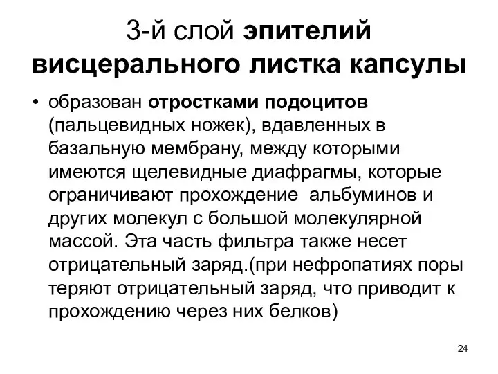 3-й слой эпителий висцерального листка капсулы образован отростками подоцитов (пальцевидных ножек),