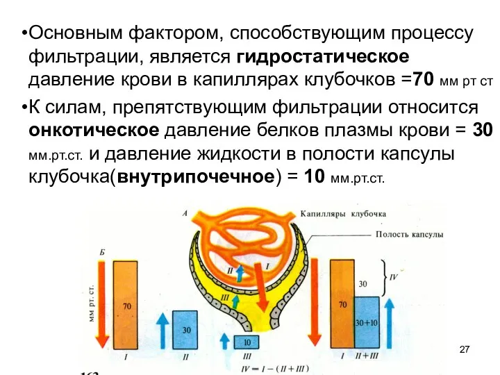 Основным фактором, способствующим процессу фильтрации, является гидростатическое давление крови в капиллярах