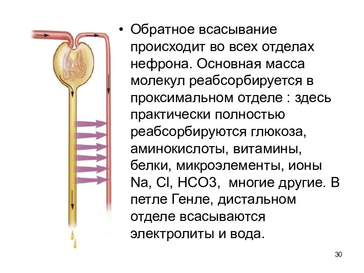 Обратное всасывание происходит во всех отделах нефрона. Основная масса молекул реабсорбируется