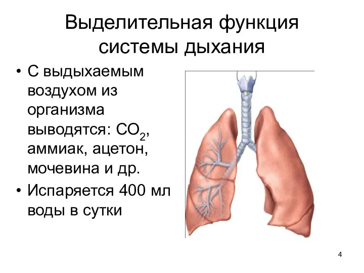 Выделительная функция системы дыхания С выдыхаемым воздухом из организма выводятся: СО2,