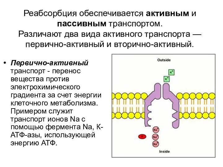 Реабсорбция обеспечивается активным и пассивным транспортом. Различают два вида активного транспорта