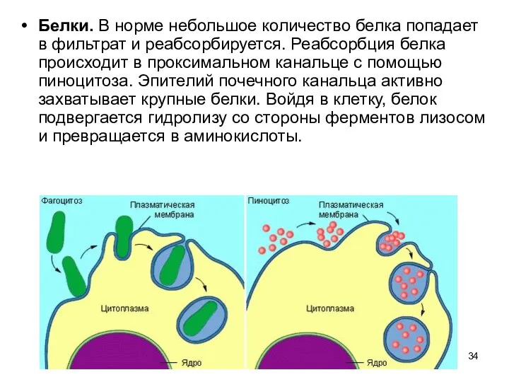 Белки. В норме небольшое количество белка попадает в фильтрат и реабсорбируется.