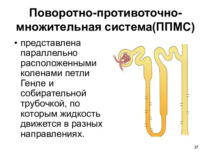 Поворотно-противоточно-множительная система(ППМС) представлена параллельно расположенными коленами петли Генле и собирательной трубочкой,