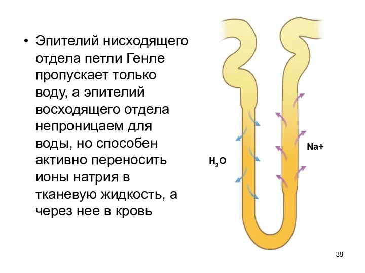 Эпителий нисходящего отдела петли Генле пропускает только воду, а эпителий восходящего