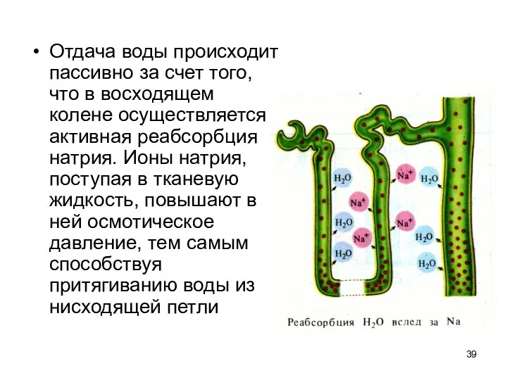 Отдача воды происходит пассивно за счет того, что в восходящем колене