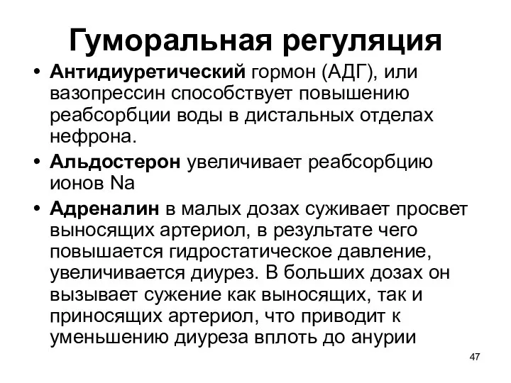 Гуморальная регуляция Антидиуретический гормон (АДГ), или вазопрессин способствует повышению реабсорбции воды