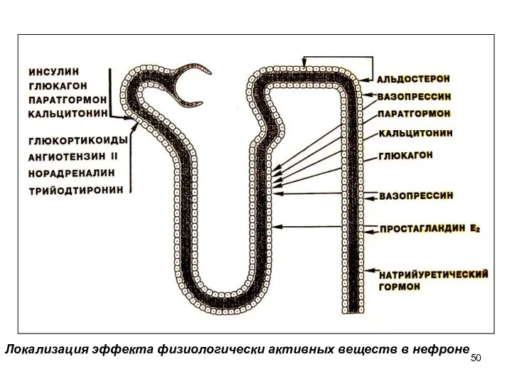 Локализация эффекта физиологически активных веществ в нефроне