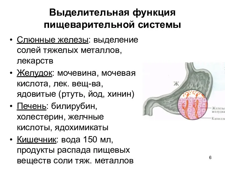 Выделительная функция пищеварительной системы Слюнные железы: выделение солей тяжелых металлов, лекарств