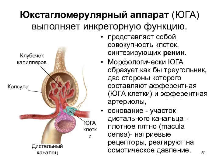 Юкстагломерулярный аппарат (ЮГА) выполняет инкреторную функцию. представляет собой совокупность клеток, синтезирующих