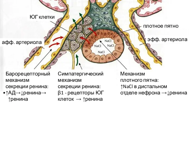 Барорецепторный механизм секреции ренина: ↑АД→↓ренина→ ↑ренина Симпатергический механизм секреции ренина: β1