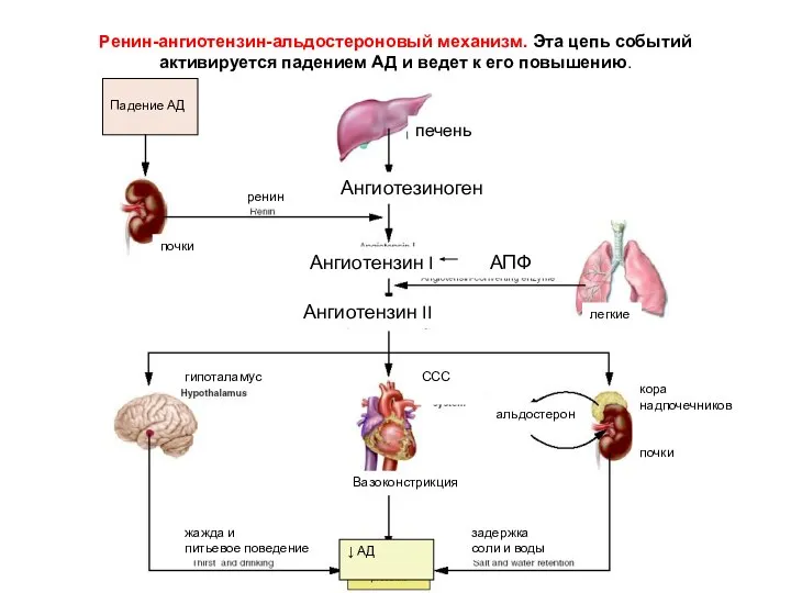Ренин-ангиотензин-альдостероновый механизм. Эта цепь событий активируется падением АД и ведет к