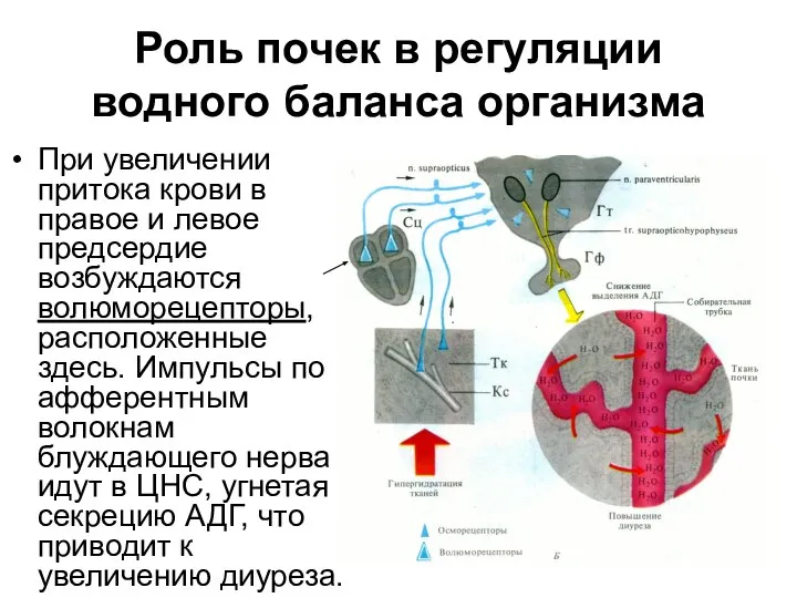 Роль почек в регуляции водного баланса организма При увеличении притока крови