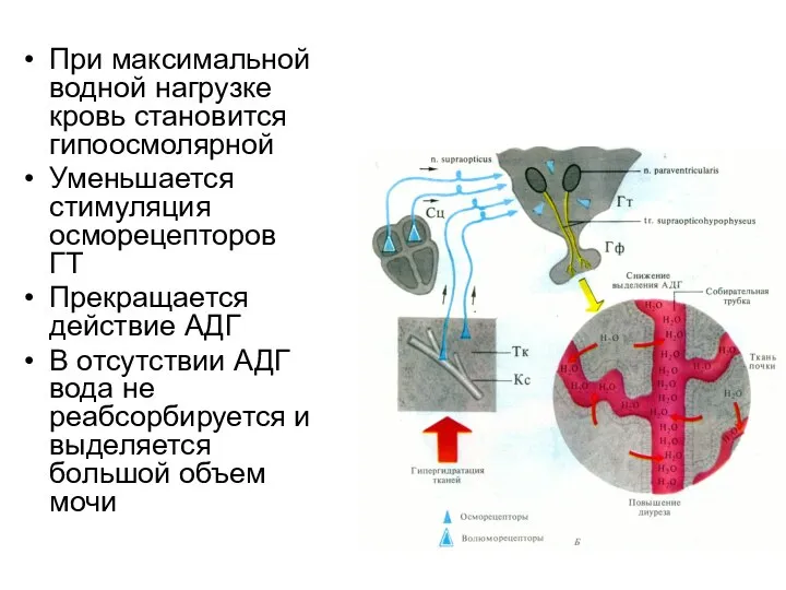 При максимальной водной нагрузке кровь становится гипоосмолярной Уменьшается стимуляция осморецепторов ГТ