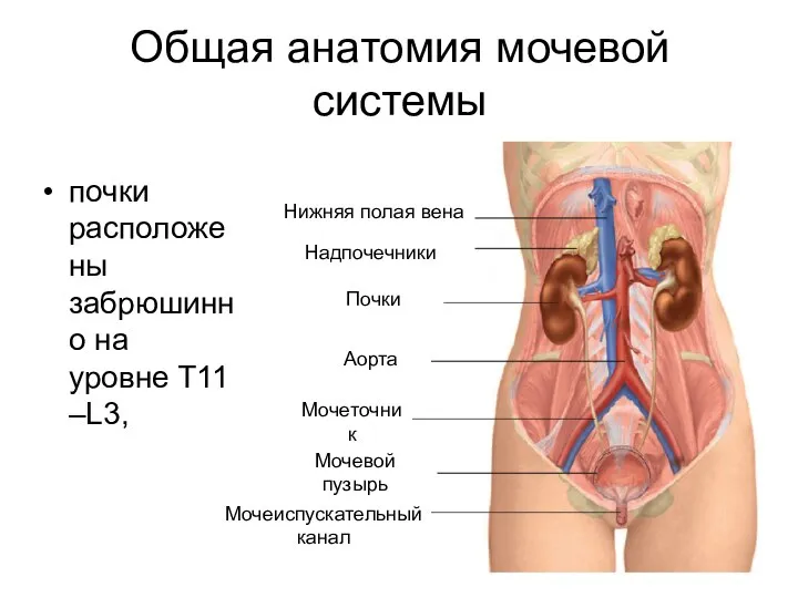 Общая анатомия мочевой системы почки расположены забрюшинно на уровне T11 –L3,