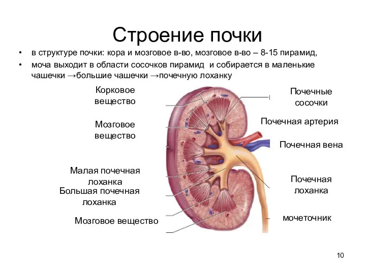 Строение почки Почечные сосочки Почечная артерия Почечная вена Почечная лоханка мочеточник