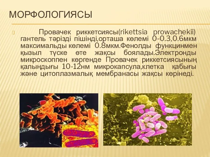 МОРФОЛОГИЯСЫ Провачек риккетсиясы(rikettsia prowachekii) гантель тәрізді пішінді,орташа көлемі 0-0.3,0.6мкм максимальды көлемі