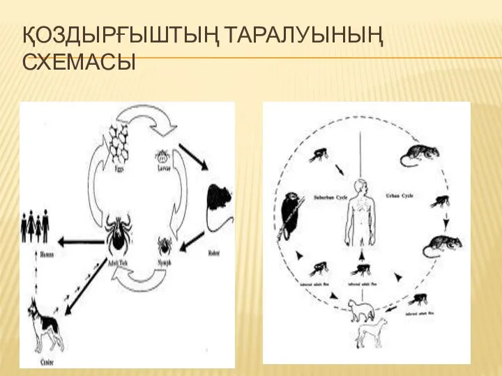 ҚОЗДЫРҒЫШТЫҢ ТАРАЛУЫНЫҢ СХЕМАСЫ