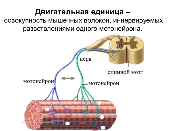 Двигательная единица – совокупность мышечных волокон, иннервируемых разветвлениями одного мотонейрона.