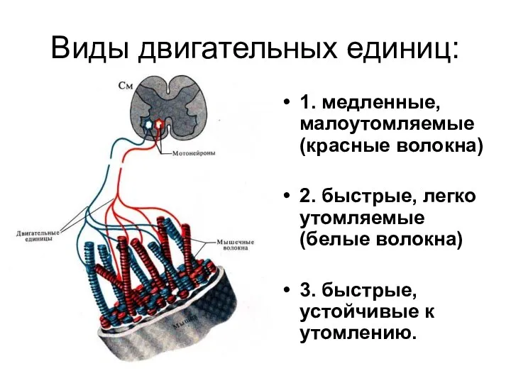 Виды двигательных единиц: 1. медленные, малоутомляемые (красные волокна) 2. быстрые, легко