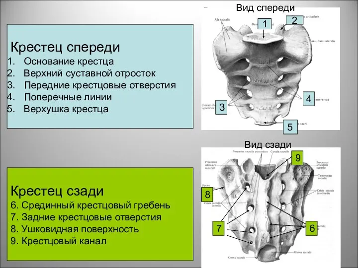 Вид спереди Вид сзади Крестец спереди Основание крестца Верхний суставной отросток