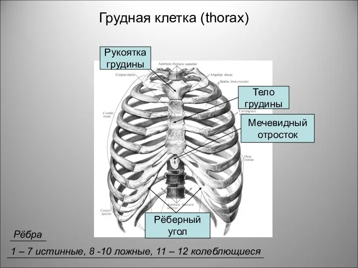 Грудная клетка (thorax) Рукоятка грудины Тело грудины Мечевидный отросток Рёберный угол