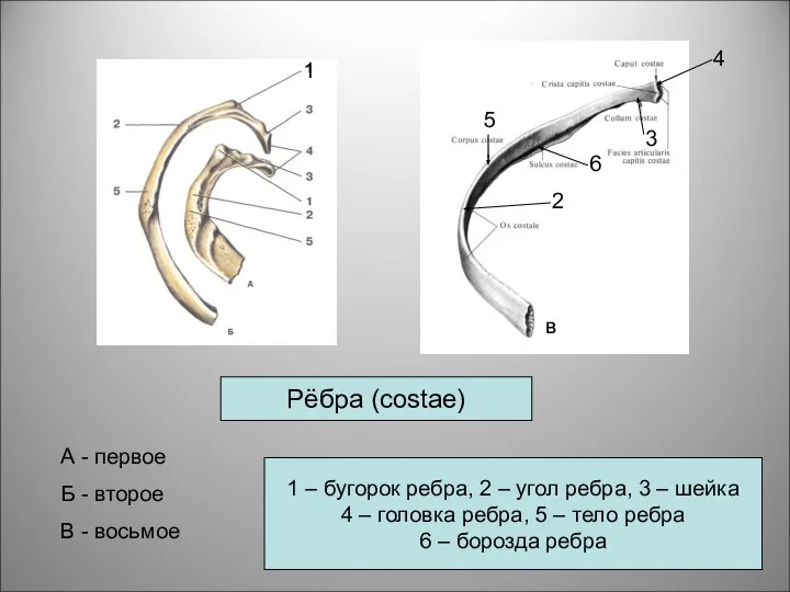 в 4 2 3 Рёбра (costae) А - первое Б -