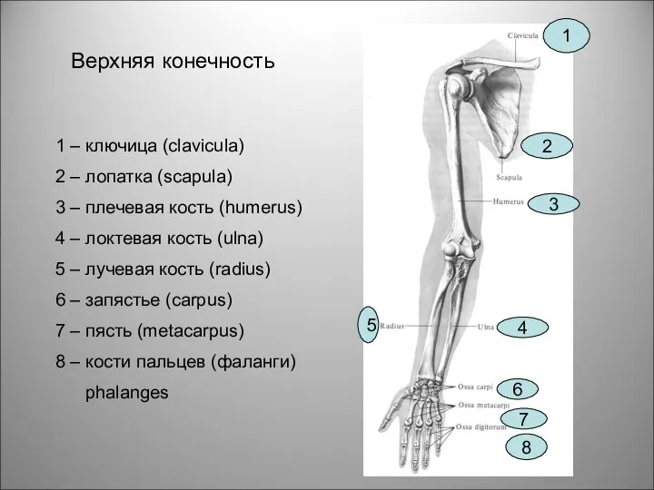 Верхняя конечность 1 2 3 4 5 6 7 8 1