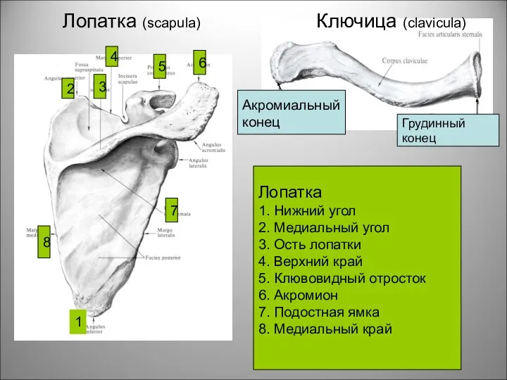 Лопатка (scapula) Ключица (clavicula) Грудинный конец к Акромиальный конец Лопатка 1.