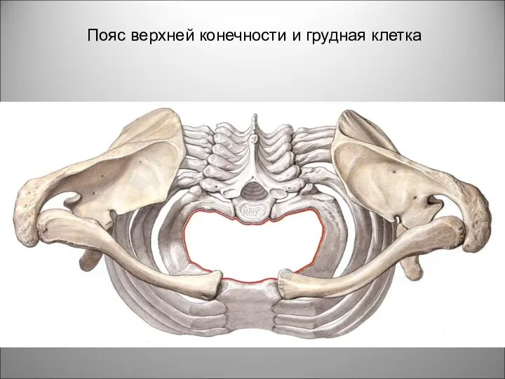 Пояс верхней конечности и грудная клетка