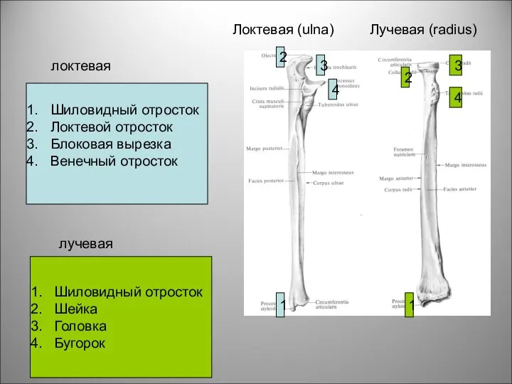 Локтевая (ulna) Лучевая (radius) 1 1 2 3 4 2 3