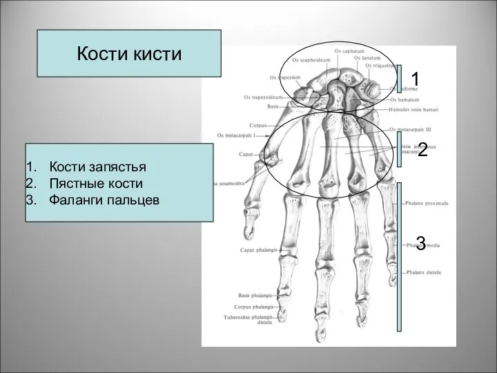 Кости кисти 2 1 3 Кости запястья Пястные кости Фаланги пальцев