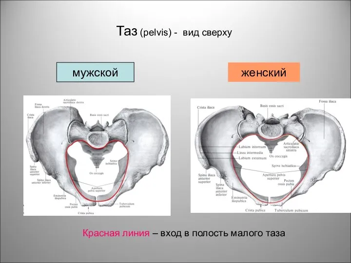 Таз (pelvis) - вид сверху мужской женский Красная линия – вход в полость малого таза