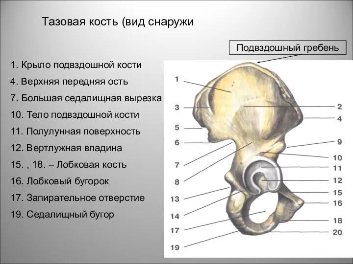 Тазовая кость (вид снаружи 1. Крыло подвздошной кости 4. Верхняя передняя