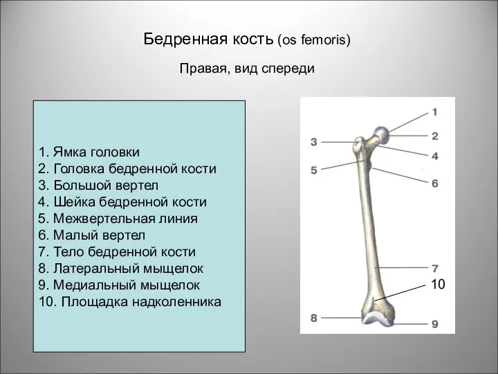 Бедренная кость (os femoris) Правая, вид спереди 1. Ямка головки 2.