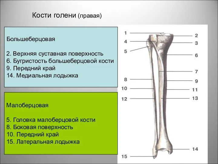 Кости голени (правая) Большеберцовая 2. Верхняя суставная поверхность 6. Бугристость большеберцовой