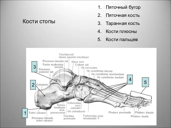 1 2 3 4 5 Кости стопы Пяточный бугор Пяточная кость