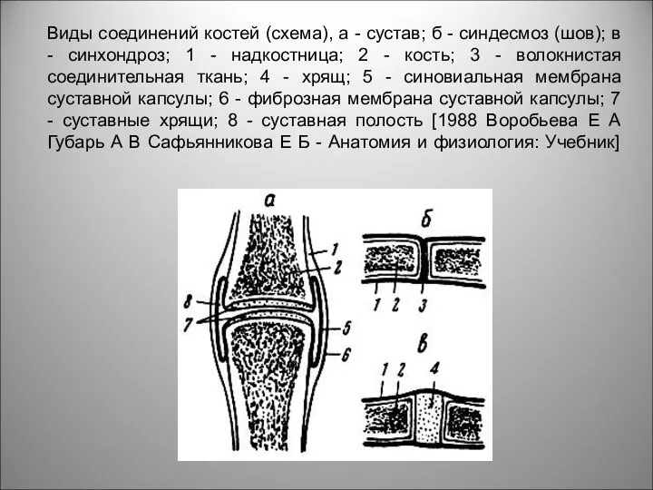 Виды соединений костей (схема), а - сустав; б - синдесмоз (шов);