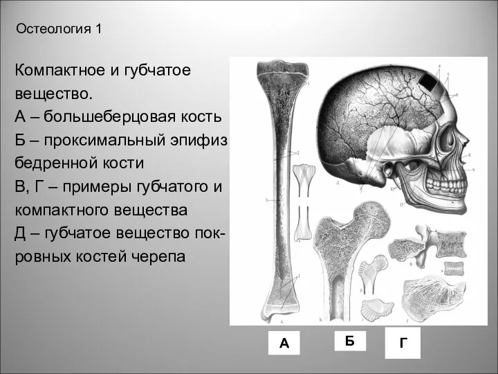 Остеология 1 Компактное и губчатое вещество. А – большеберцовая кость Б